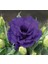 Lisianthus ( Lale Gül ) Julyet serisi - Mavi ( 5 Tohum ) 1