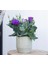 Lisianthus ( Lale Gül ) Julyet serisi - Mavi ( 5 Tohum ) 2