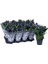 Lisianthus ( Lale Gül ) Julyet serisi - Mavi ( 5 Tohum ) 3