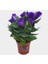 Lisianthus ( Lale Gül ) Julyet serisi - Mavi ( 5 Tohum ) 4