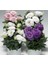 Lisianthus ( Lale Gül ) Julyet serisi - Mavi ( 5 Tohum ) 5