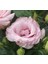 Lisianthus ( Lale Gül ) Julyet serisi - Pembe ( 5 Tohum ) 1