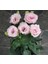 Lisianthus ( Lale Gül ) Julyet serisi - Pembe ( 5 Tohum ) 2