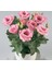 Lisianthus ( Lale Gül ) Julyet serisi - Pembe ( 5 Tohum ) 4