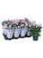 Lisianthus ( Lale Gül ) Julyet serisi - Pembe ( 5 Tohum ) 5