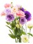 Lisianthus ( Lale Gül ) Advantage Serisi - Karışık ( 5 Tohum ) 1