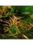 Ludwigia Brevipes Saksı Canlı Bitki 2