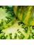 Xanadu Green Goddess Domates Tohumu (15 Tohum) 2
