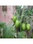 Green Rahibe Domates Tohumu (15 Tohum) 1