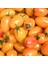 Blush Cherry Kahvaltılık Domates Tohumu (15 Tohum) 1