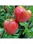 Oxheart Domates Tohumu (15 Tohum) 1