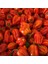 Habernero Red Small Çok Acı Biber Tohumu (15 Adet) 1