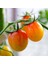Süper Süpernova Cherry Domates Tohumu(15 Tohum) 1