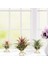 Xin Yue Zhang 6 Adet Geometrik Hava Tesisi Tutucu Airplants Raf Metal Bitkiler Standı Ekici Raflar Himmeli Dekor Tillandsia Konteynerler (Yurt Dışından) 2