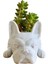 Xin Yue Zhang Etli Ekici, Bulldog Şekli Ev Bahçe Ofis Masaüstü Dekor Için Sevimli Bonsai Saksılar (Bitki Yok) (Yurt Dışından) 1