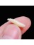 50 Adet Kırmızı Stil .6cm Balıkçılık Cazibesi Kurtçuk Grub Yumuşak Yemler Solucanlar Fildişi Bejaydınlık 1.6cm Yumuşak Yem Balıkçılık Aksesuarı Dropship (Yurt Dışından) 3