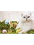 Yerçekimi Çağrısı, Kedi, Kedi, Kendi Kendine Komiklik, Sıkılmış, Alaycı Kedi, Ses, Kedi Oyuncağı (Yurt Dışından) 2