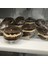 12 Delikli Yapışmaz Yuvarlak Cupcake Kalıp Tava Muffin Tepsisi Karbon Çelik Fırın Tepsisi Puding Bakeware Bisküvi Tavası Kolay Temizlenebilir (Yurt Dışından) 3