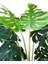 Monstera Yapay Ağaç 3 Gövde 170-175 cm 4