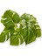 Yapay Bitki Monstera Demet 40 cm 4