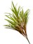 Yapay Bitki Saz Demeti 75 cm 3