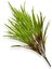 Yapay Bitki Saz Demeti 75 cm 3