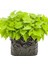 Papas Light Greentatlı Patates Fidesi (1 Adet) 1