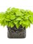 Papas Light Greentatlı Patates Fidesi (1 Adet) 3