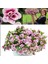 Calita Katmerli Double Pink Bicolor Milyonlar Çanı Calibrochoa Çiçeği Fidesi (1 Adet) 1