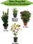 Bahçe Seti 1 Adet Yeşil Taflan+1 Adet Alev Çalısı+1 Adet Kırmızı Zakkum+Hediye Biberiye 1