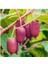 Kivi Fidanı Mini Kivi Bordo Actinidia arguta KENS RED 1