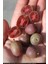 Kivi Fidanı Mini Kivi Bordo Actinidia arguta KENS RED 2