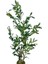 Yapay Çiçek Zeytin Ağacı Doğal Gövdeli Galvaniz Siyah Saksıda 95CM Yapay Ağaç 5
