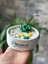 Chemdle Çiçek ve Sukulentli Terrarium Mum 3