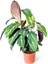 Bi Kaktüs Dünyası Calathea Louisae - Dua Çiçeği Kaladya - Ev Ofis Salon Iç Mekan Bitkisi - 40 cm 1