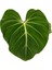 Philodendron Gloriosum 'green Vein' 2