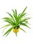 Kurdele Çiçeği Chlorophytum 1