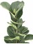 Keman Yapraklı Kauçuk (Ficus Lyrata) 1