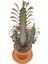 Bi Kaktüs Dünyası Euphorbia Trigona Rubra Saksıda 12.5 cm 2