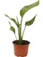 Strelitzia Nicolai- Starliçe Beyaz Cennet Kuşu Çiçeği - Turna Gagası - Mini Boy Iç Mekan Ofis Salon 1