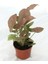 Syngonium 'pink' / Pembe Melek Kanadı 1