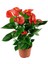 Anthurium Red - Flamingo Çiçeği Antoryum - Ev Ofis Salon Iç Mekan Bitkisi - 60 cm 1