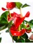 Anthurium Red - Flamingo Çiçeği Antoryum - Ev Ofis Salon Iç Mekan Bitkisi - 60 cm 2