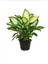 Dieffenbachia Camilia Bitkisi 40 cm Ev Bitkisi Ofis Bitkisi Salon Bitkisi 1