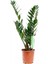 Zamia Çiçeği 40 50 cm Zeze Çiçeği Zamia Bitkisi Zamioculcas Ev Bitkisi Ofis Bitkisi Salon Bitkisi 1