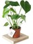 Monstera Deliciosa Deve Tabanı Ev Ofis Salon Iç Mekan Bitkisi - 40-50 cm 1