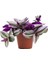 Tradescantia Nanouk Pembe Telgraf Çiçeği Ithal 12.cm.büyük Boy Saksıda 1