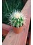 Bi Kaktüs Dünyası Echinopsis Kaktüs (Altın Varil -Fıçı) 1