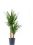 Yucca Bitkisi 2 Gövdeli Avize Çiçeği 80 100 cm Boyunda Ev Ofis Salon Bitkisi 1