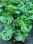Deve Tabanı Monstera Deliciosa Ithal Orta Boy 2
